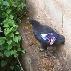 Meet your Posher, Kong kong